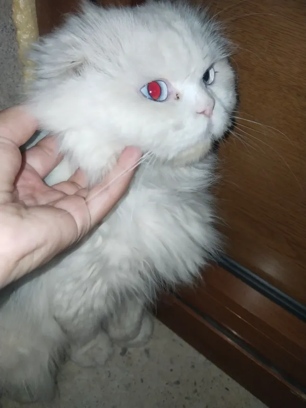 кошки 1 кошки 1