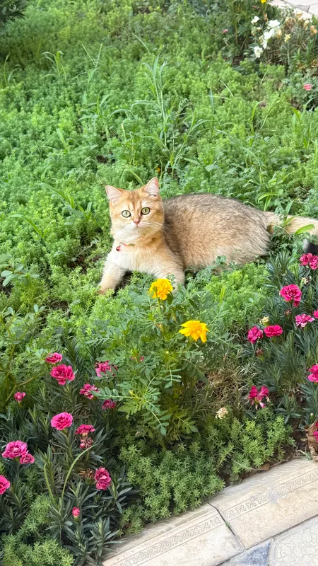 Кошка породистая шиншилла скотиш лайт 10мес 2