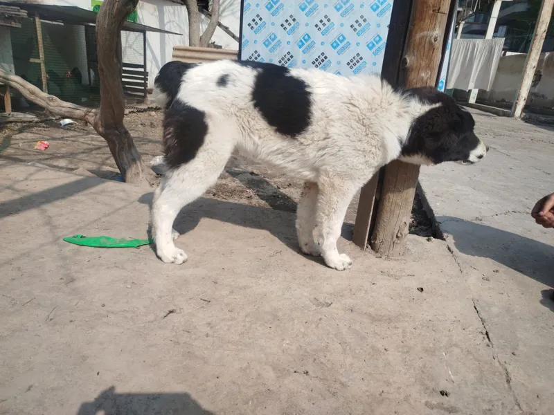 ALABAY zotli kuchuk 3 ALABAY zotli kuchuk 3