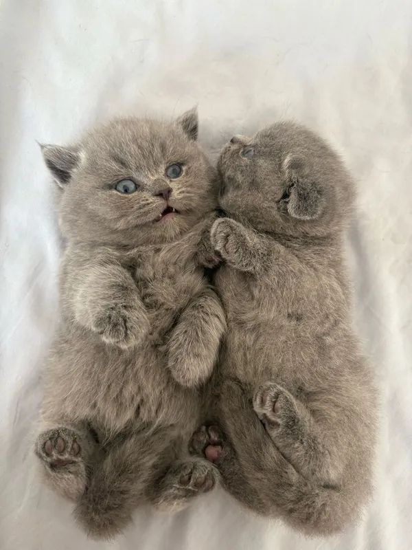 Скоттиш фолд , Скоттиш страйт 8 Скоттиш фолд , Скоттиш страйт 8
