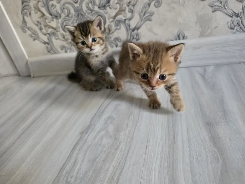 Продаются породистые котята шиншилла и скотиш 2 Продаются породистые котята шиншилла и скотиш 2