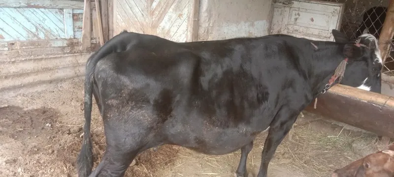 Sogʻlom mol kafolati bilan..