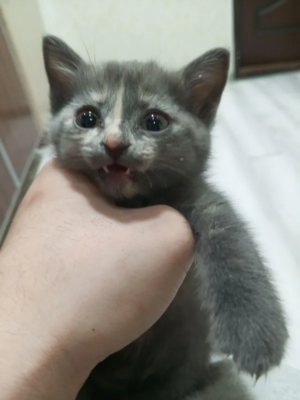 Котёнок в хорошие руки 2
