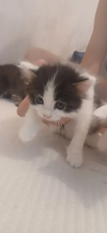 Котята в добрые руки.бесплатно 3