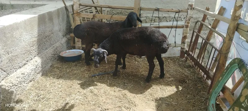 Qoʻchqorlar sotiladi 6mlndan yana kelishiladi