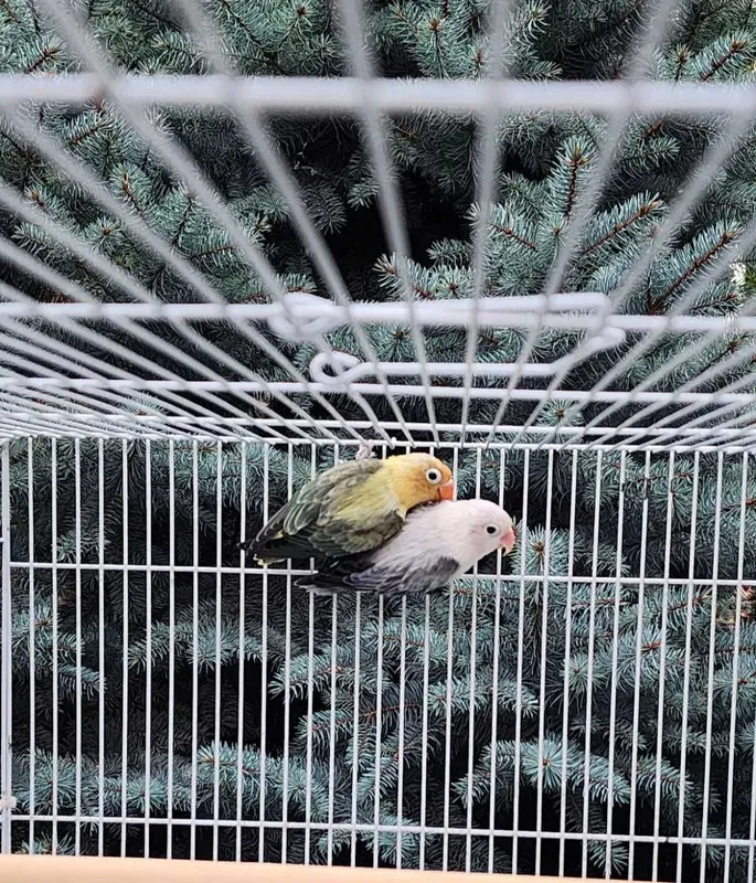 Nerazluchka Opaline Попугай 6 Nerazluchka Opaline Попугай 6
