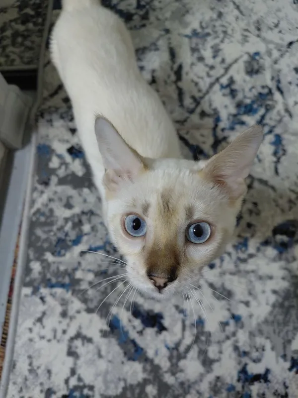 Бенгальский котенок 200$ 4 Бенгальский котенок 200$ 4