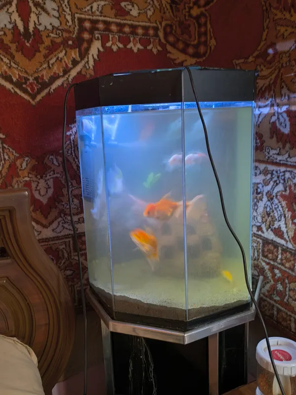 baliqlar bilan birga akvarium 3