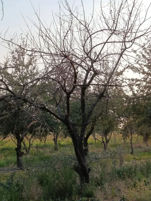 Oʻtin sotiladi quruq daraxt maydalab olib ketish kerak faqat. 3