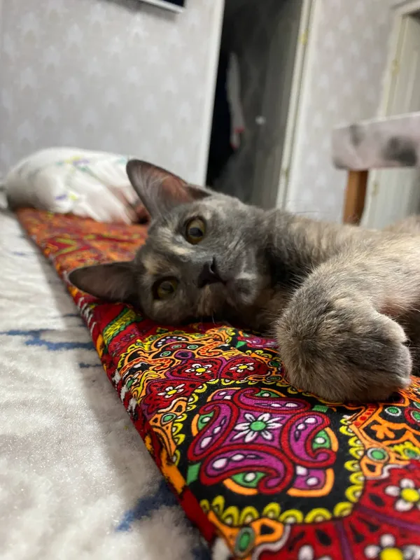 котенок 2 месячный игривый,умный 1 котенок 2 месячный игривый,умный 1
