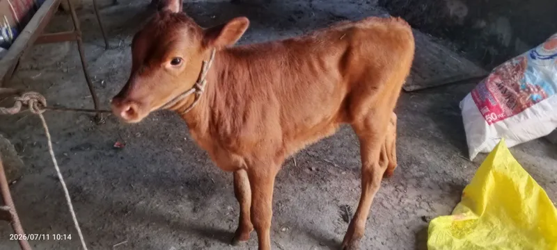 Ona bola sigir sotiladi 3