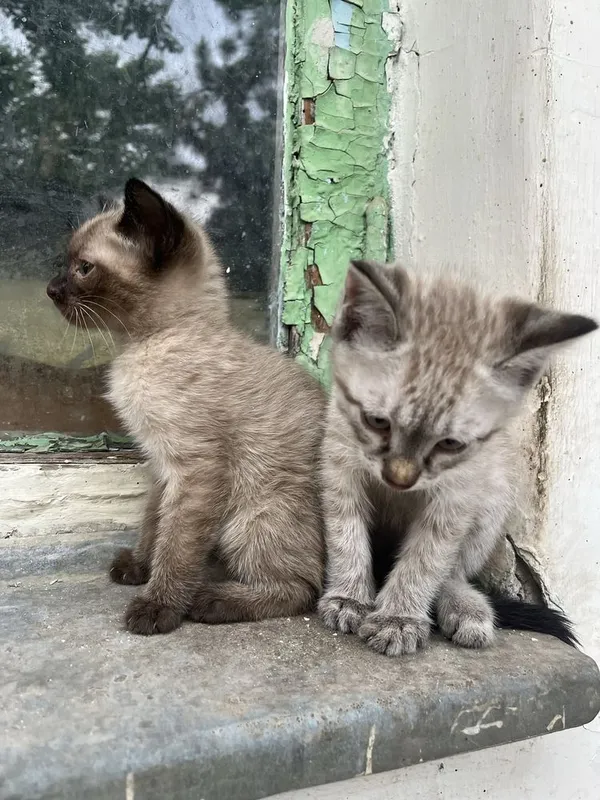 Котята, парода сиамская,цена договорная а 50,000 за одного — фото 3