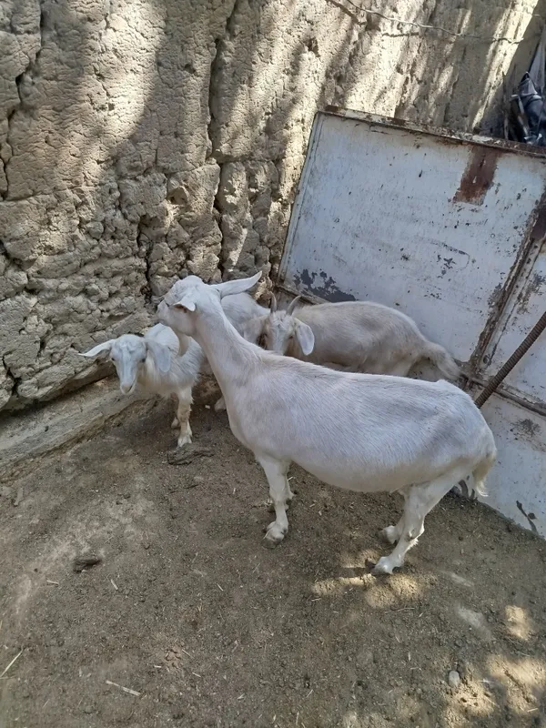Echki 2ta bolasi bor 3 Echki 2ta bolasi bor 3
