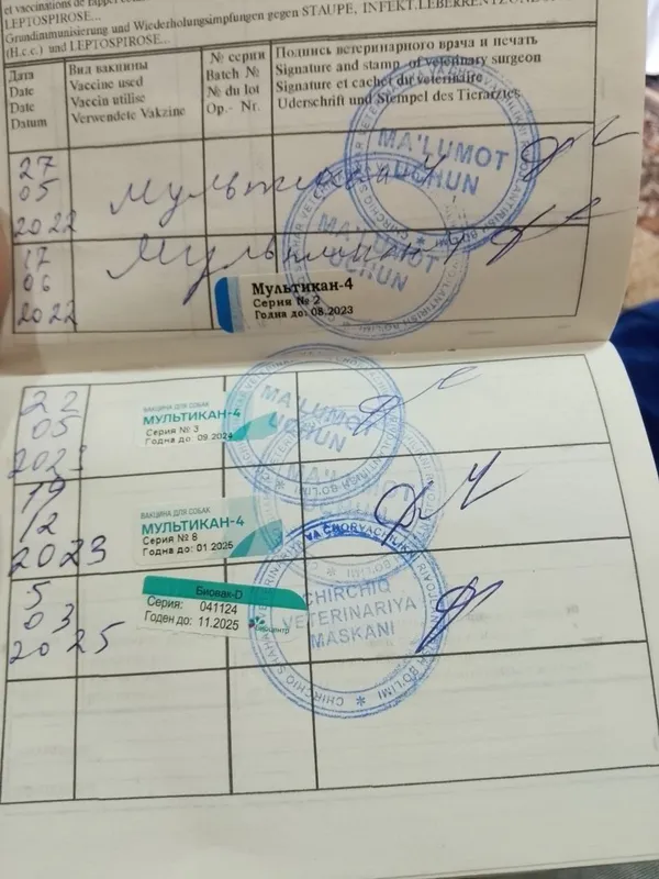 Продаются щенки немецкой овчарки 5