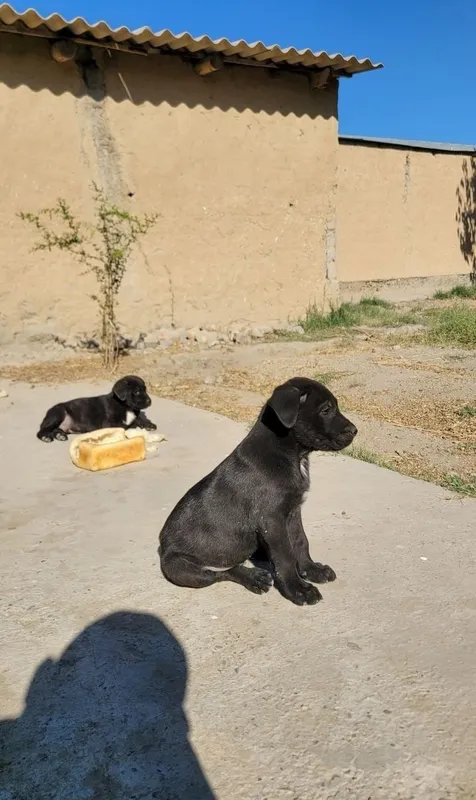 Cane Corso zotli kuchukchalar sotiladi 2 Cane Corso zotli kuchukchalar sotiladi 2