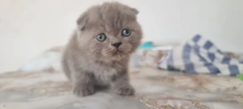 Котёнок скотишфолд 2 Котёнок скотишфолд 2