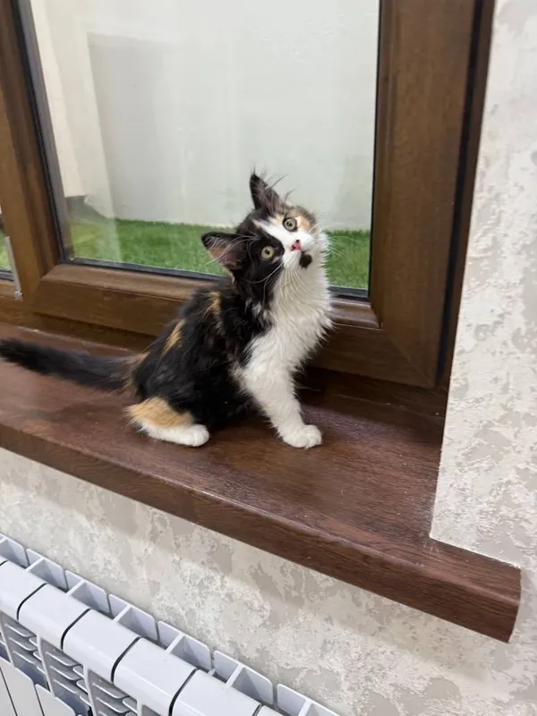 Отдам в добрые руки котята — фото 1