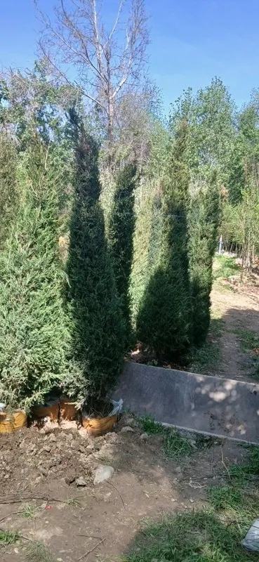 Ko'chatlarimiz bor Toshkent rohat posti oldida — фото 5