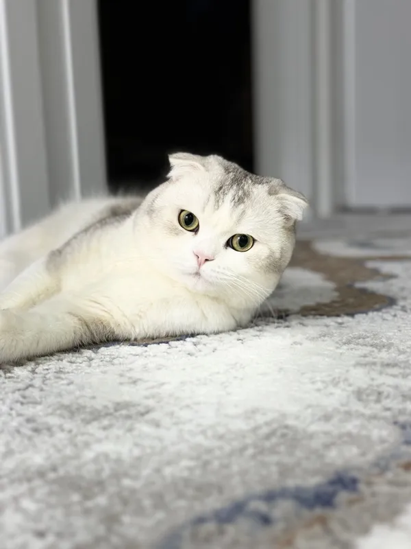 Шотландский вислоухий кот, возраст 2 — фото 3