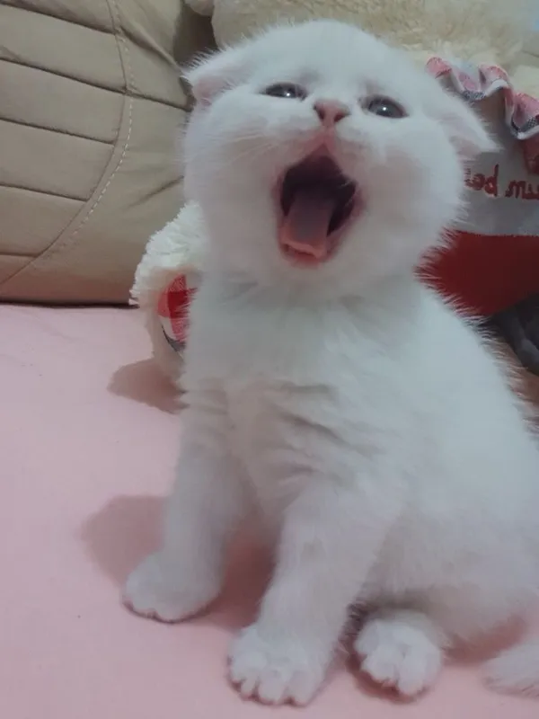 Кошки милые Шиншилла мальчик 2 Кошки милые Шиншилла мальчик 2