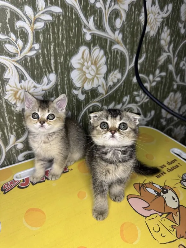 Золотая шиншила — фото 5