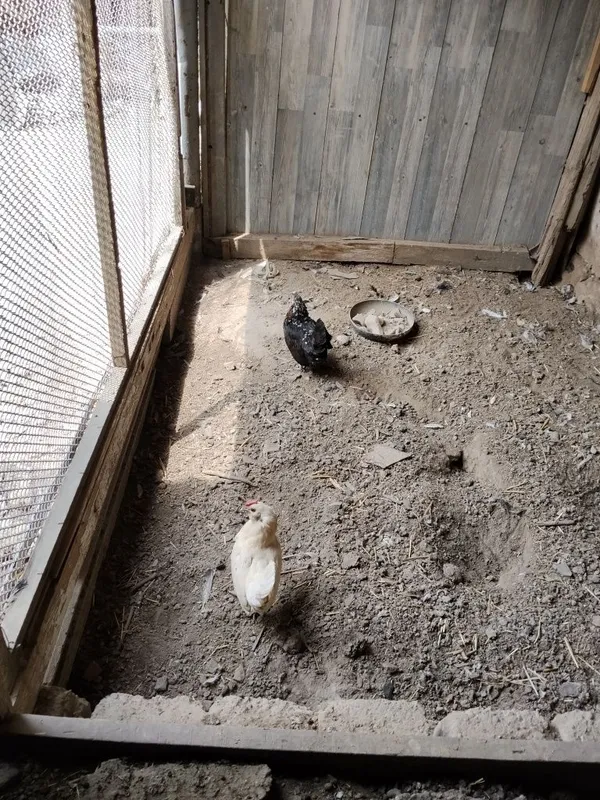 Yapon toviqla sotiladi 2 Yapon toviqla sotiladi 2