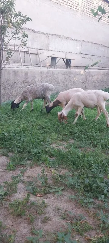 Кучкорчалар сотилади. 7