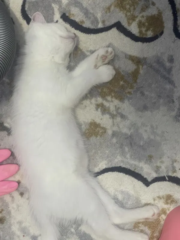 Продаются котята турецкие ангорки , с разными глазами 3 Продаются котята турецкие ангорки , с разными глазами 3