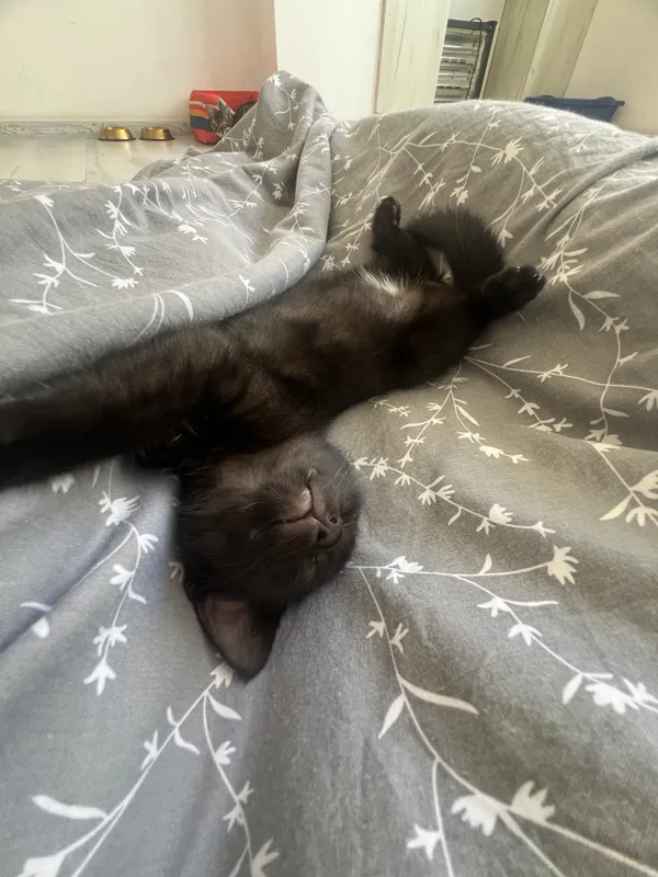 Отдам котенка в добрые руки! 3
