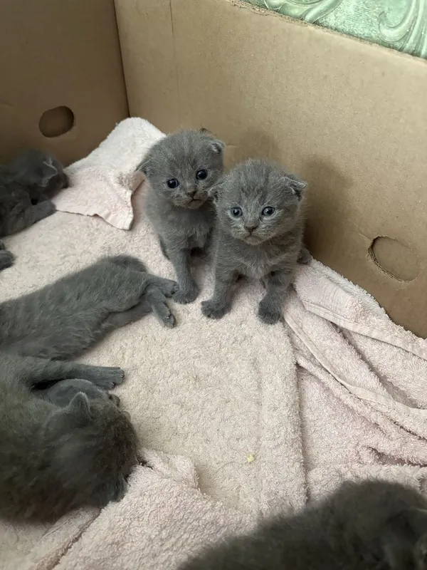 Кошка scotishstrayt серебристый 2 Кошка scotishstrayt серебристый 2