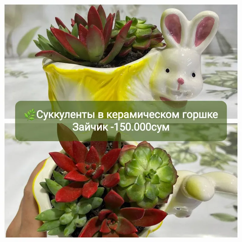 Суккуленты и кактусы — фото 5