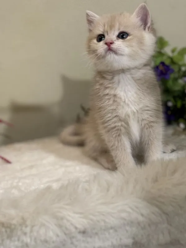 Продаются котята фолд, бронь — фото 3