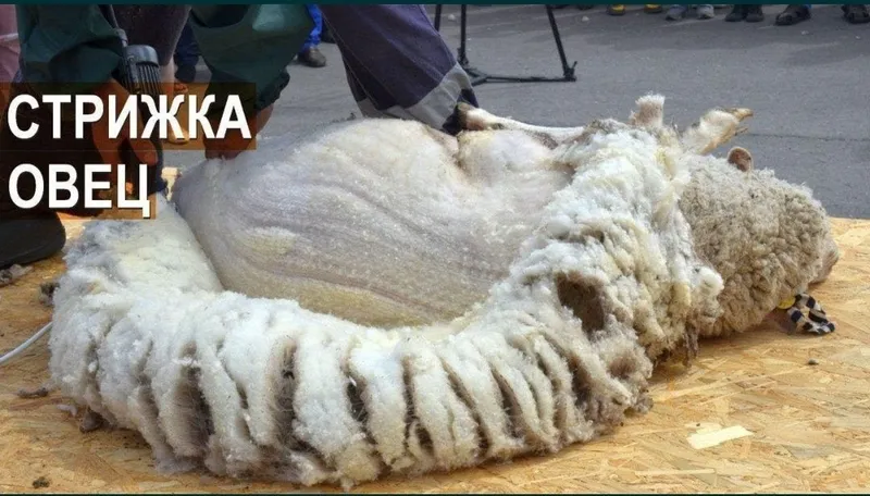 стрижка баранов qoy yungini olish