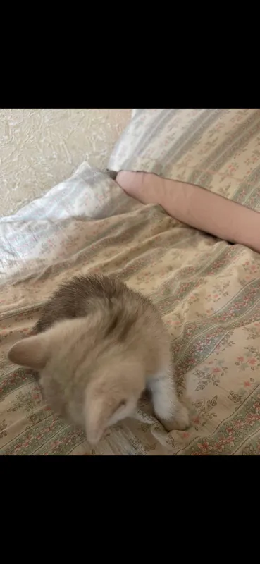 огил бола соглом телеграм @doniyorovaa1 арзон