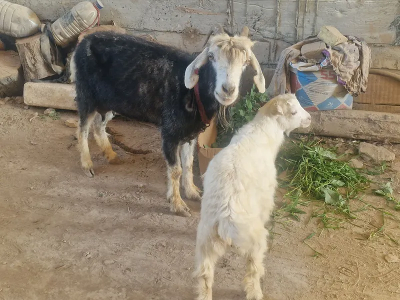 Echki Ana bolo sogʻlom yeb ichishi yaxshi — фото 1