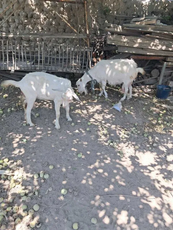 Echki ona va bola 5