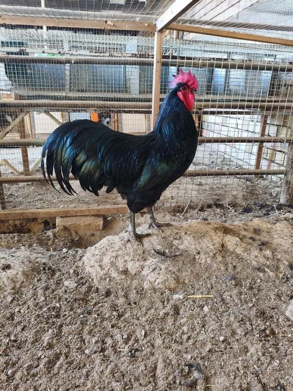 Astralop tuxum jojasiga zakaz olamiz