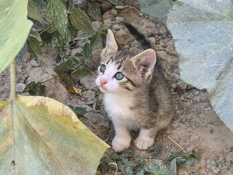 Котята в добрые руки 3 Котята в добрые руки 3