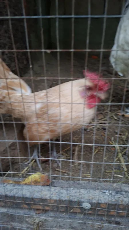 Sibray tovuqlar sotiladi