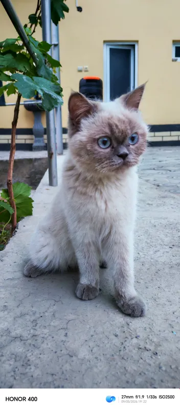 mushuk sotiladi nomi: British shorthair