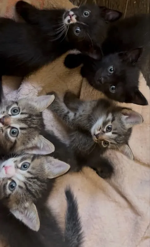 Срочно отдам в хорошие руки котят 3 Срочно отдам в хорошие руки котят 3