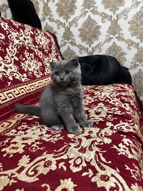 Шотландский вислоухий котенок 3 Шотландский вислоухий котенок 3