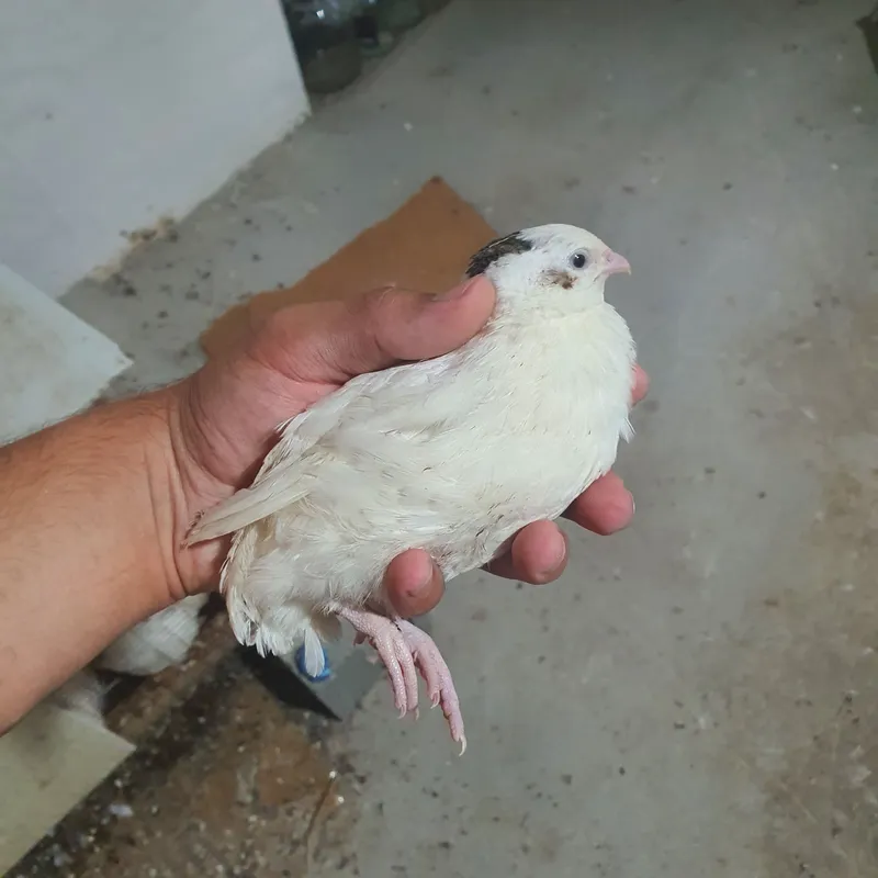 Bedana xoʻrozlar. Beliy gigant