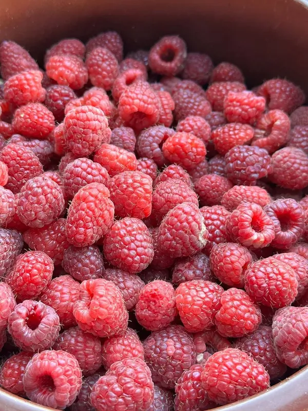 Malina, Smarodina, shotut, Kirojonik