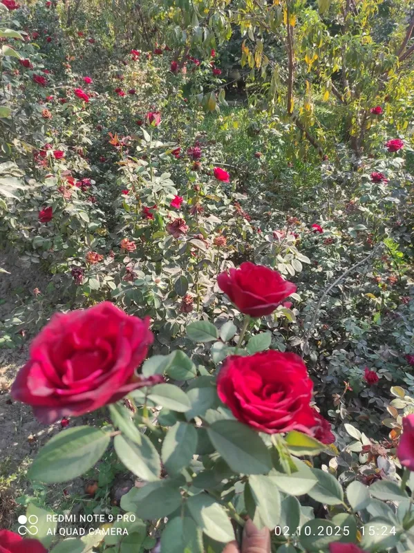 Роза атиргул atirgul koʻchatlari — фото 5