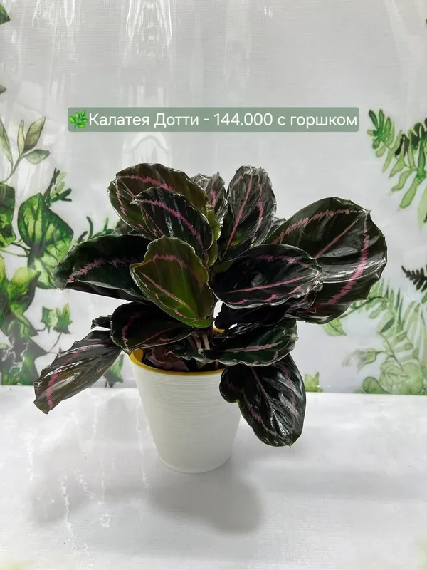 Алоказия Анторо Вельвет, Алоказия Фрайдек, Алоказия Локо и Алоказия Ма — фото 3