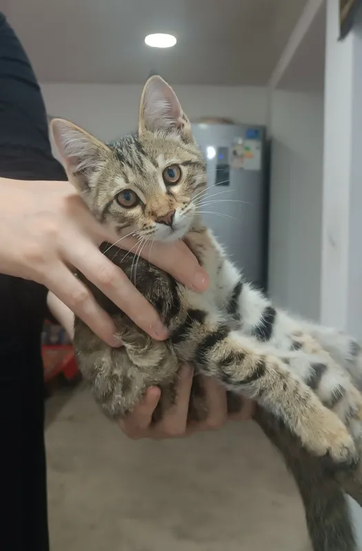 Отдам котёнок в хорошие руки 3 Отдам котёнок в хорошие руки 3