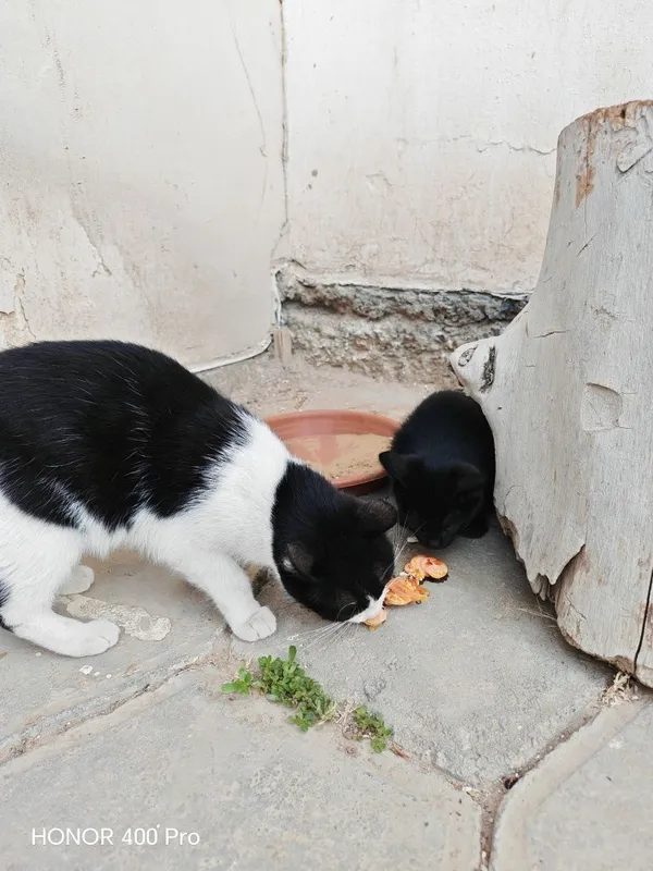 Qara rengli pishiq.