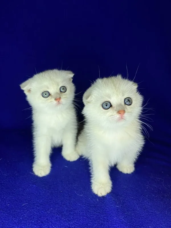ВИСЛАУХИЕ КОТЯТА — фото 1