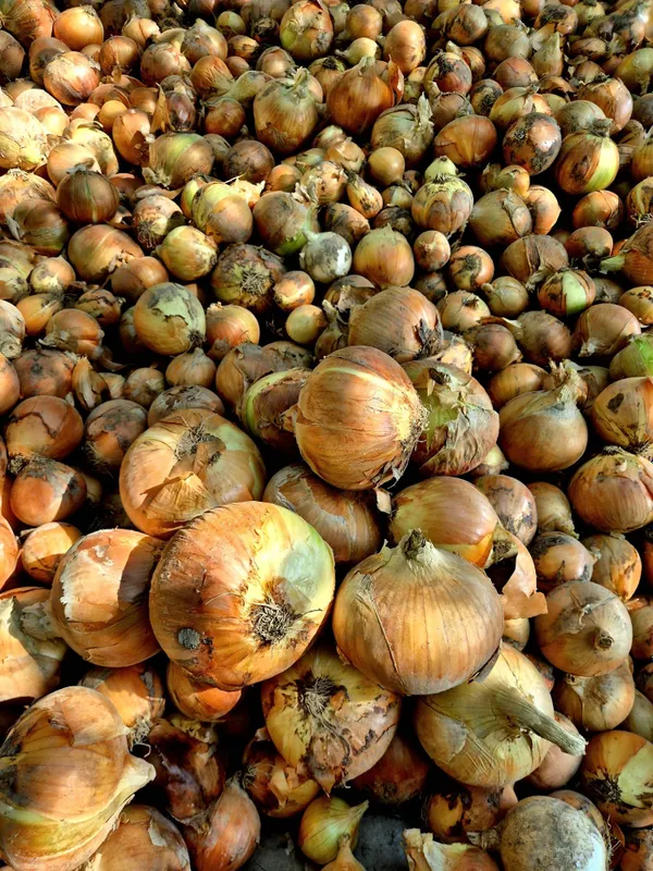Srochna piyoz optom narxlarda sotiladi — фото 1